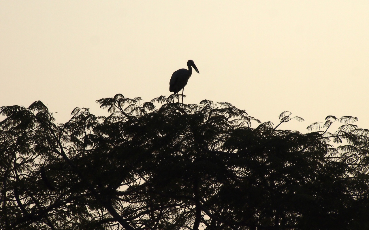Силуэт цапли на вершине дерева