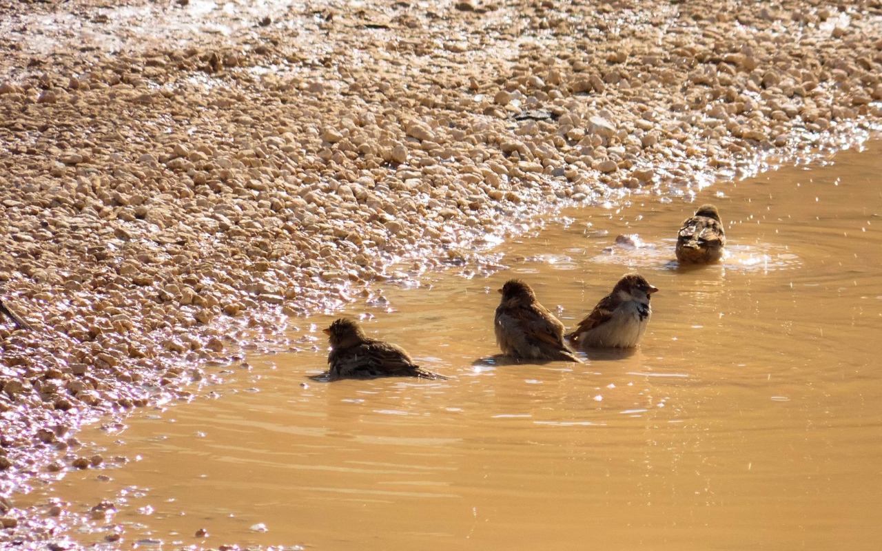 Воробьи купаются в луже