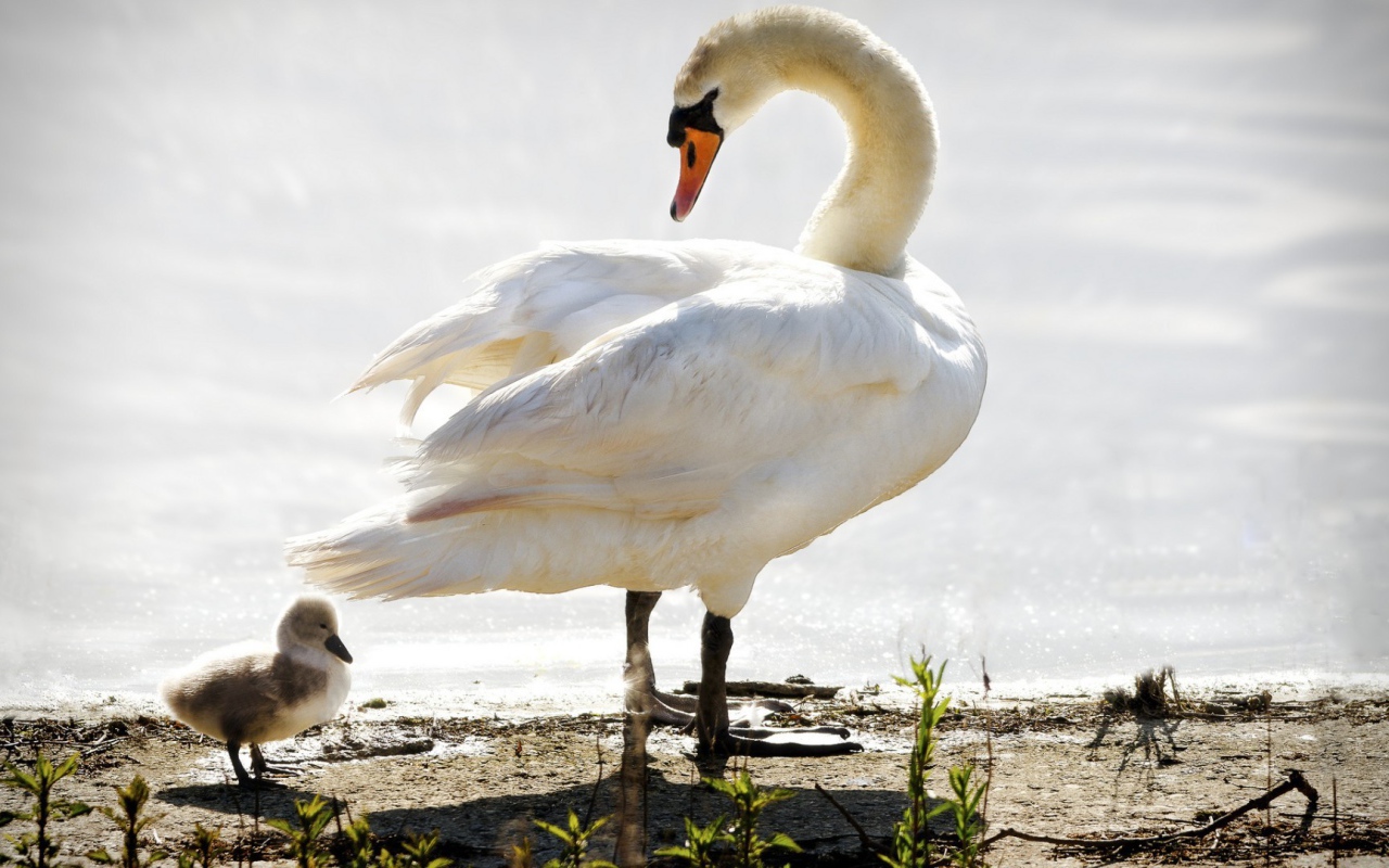 Лебедь ведет своего птенца к воде