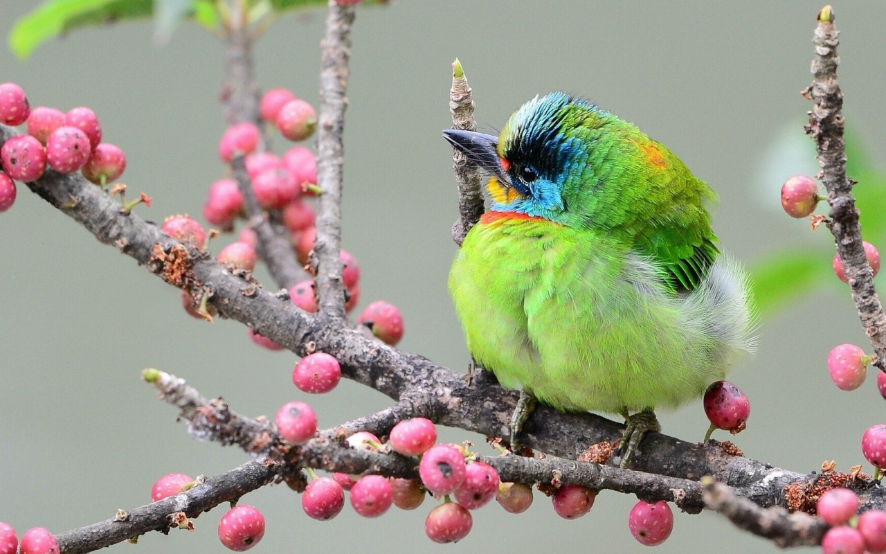 Тайваньский чернобровый бородастик