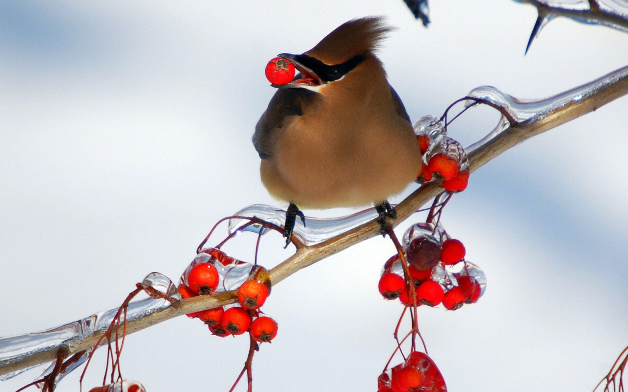 Птица ест рябину