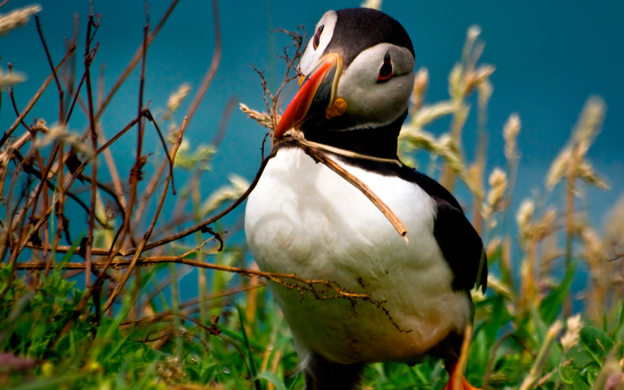 Идет строительство гнезда