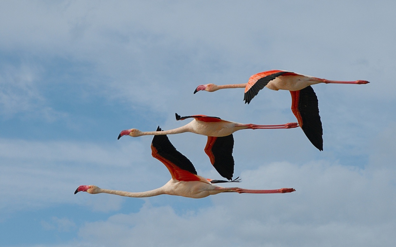 Три фламинго летят в небе
