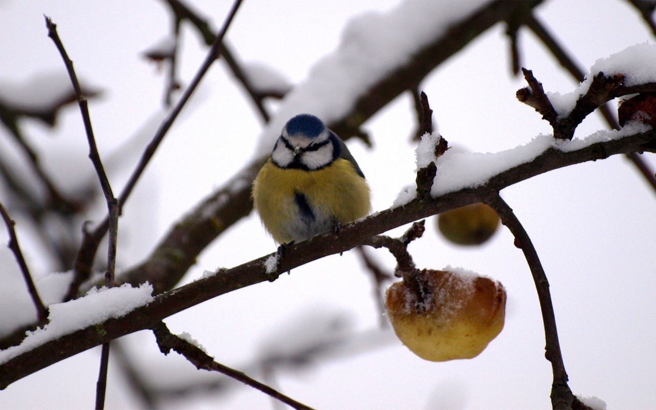 Синица в зимнем саду