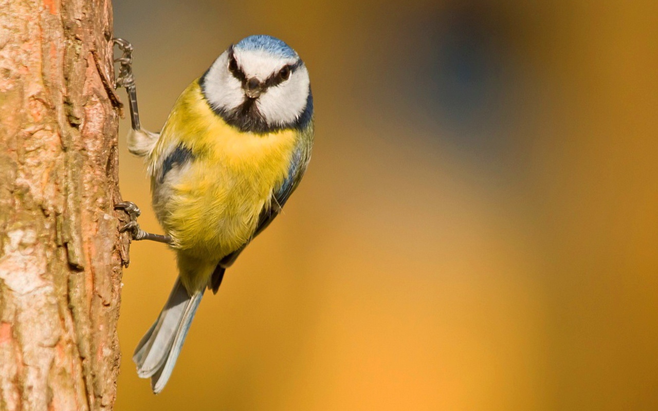 Синица ухватилась лапками за кору