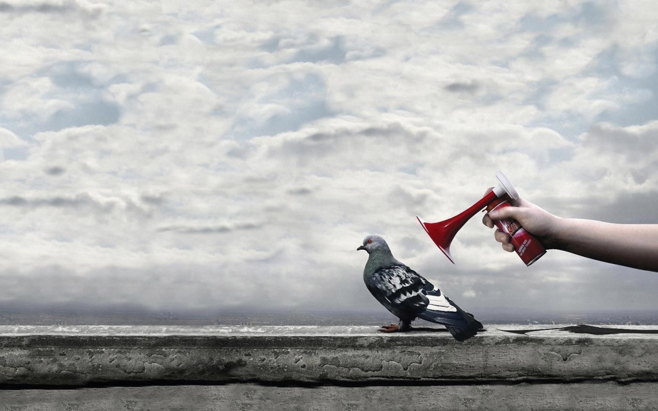 Гудок у уха городского голубя