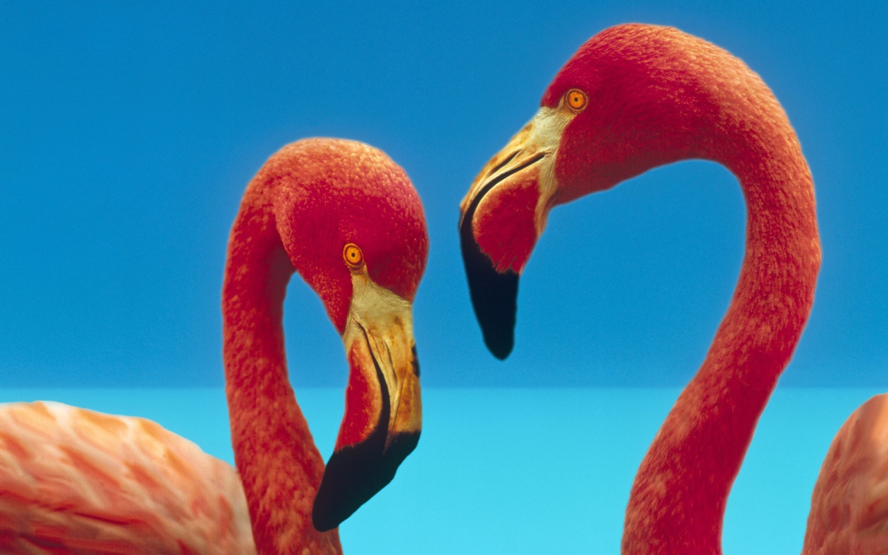 Две птицы фламинго