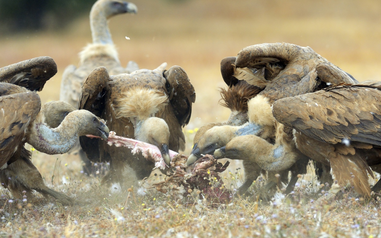 Стервятники нашли добычу