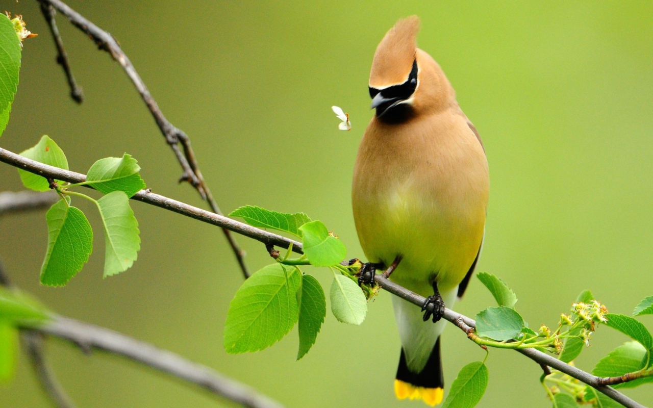 Свиристель на ветке