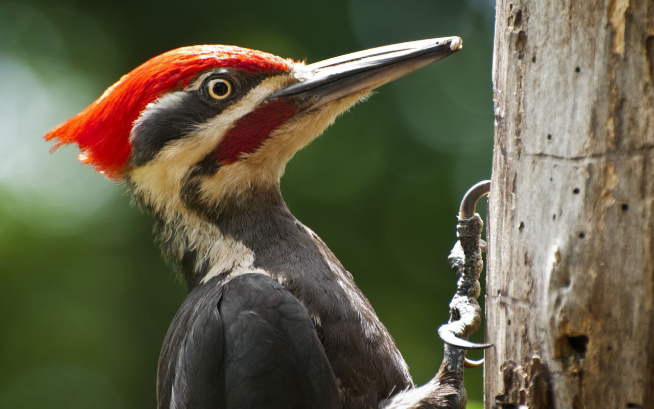 Дятел сидит на стволе дерева