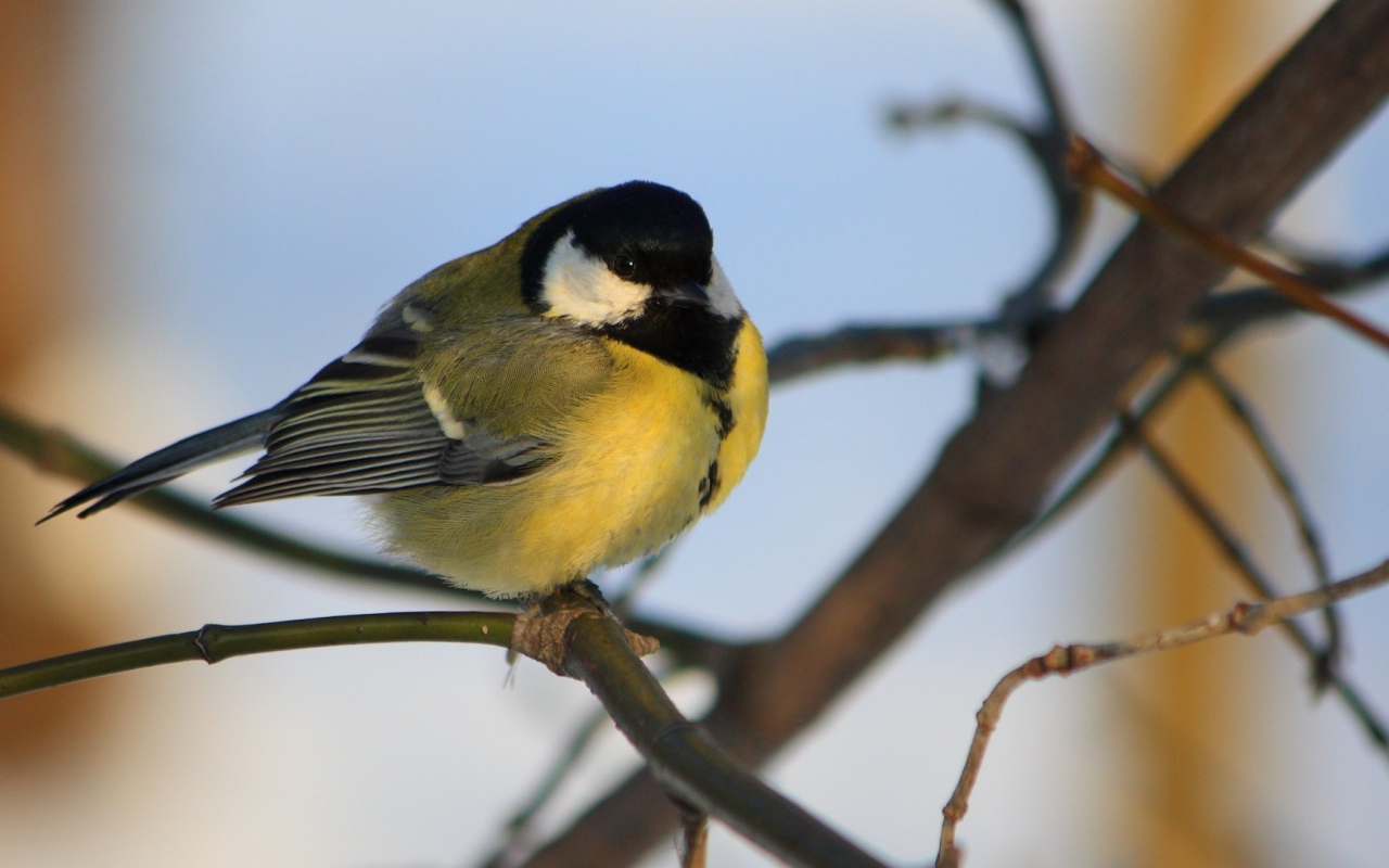 Желтогрудая синица на ветке