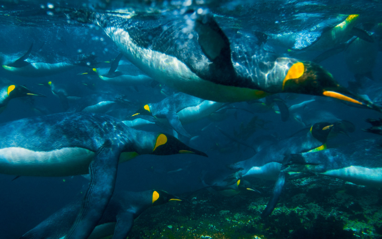Пингвины под водой