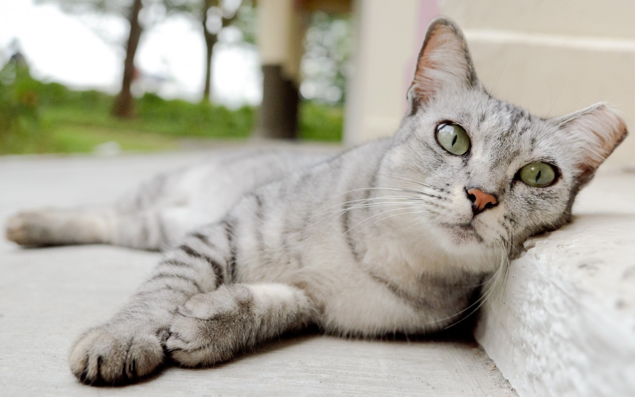 Пепельная кошка с выразительными глазами