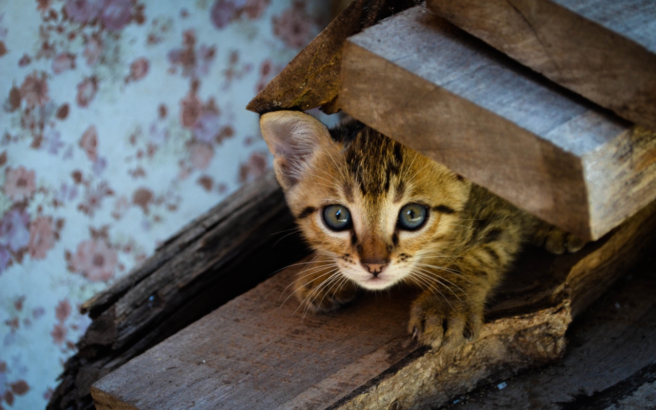 Коричневый котенок под досками
