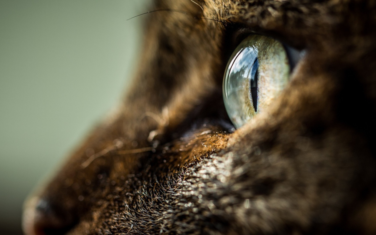 Глаз кота крупным планом