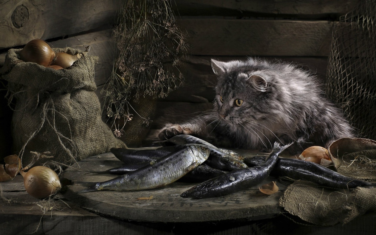 Кот нашел сокровище