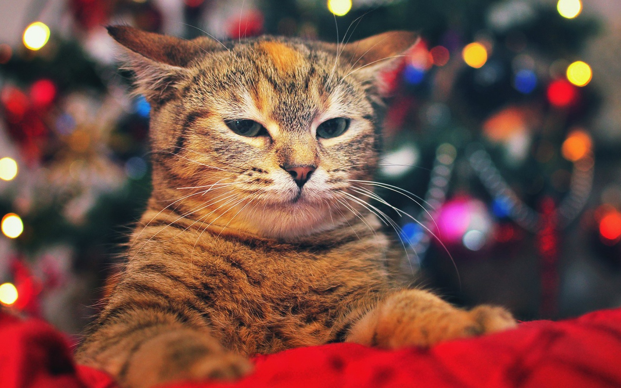 Кот на фоне елки