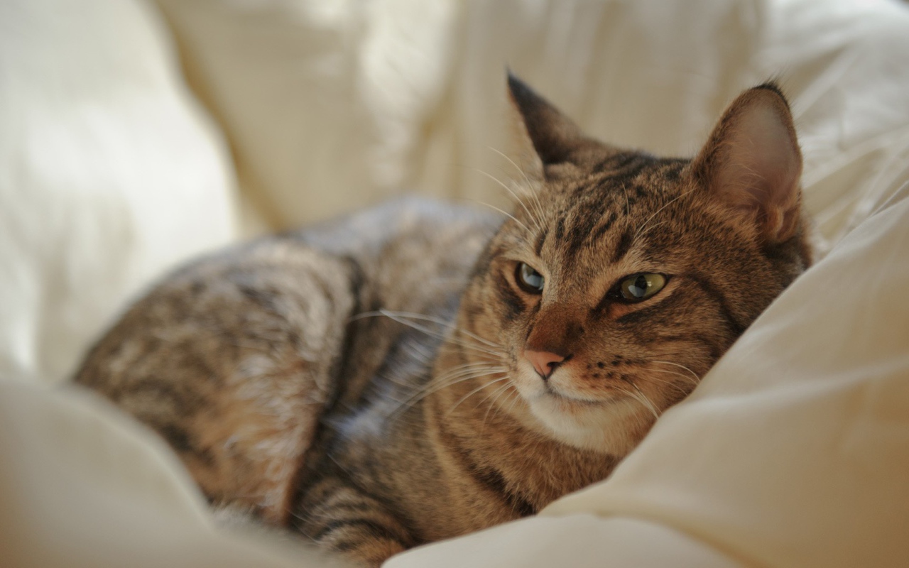 Кот на мягкой перине