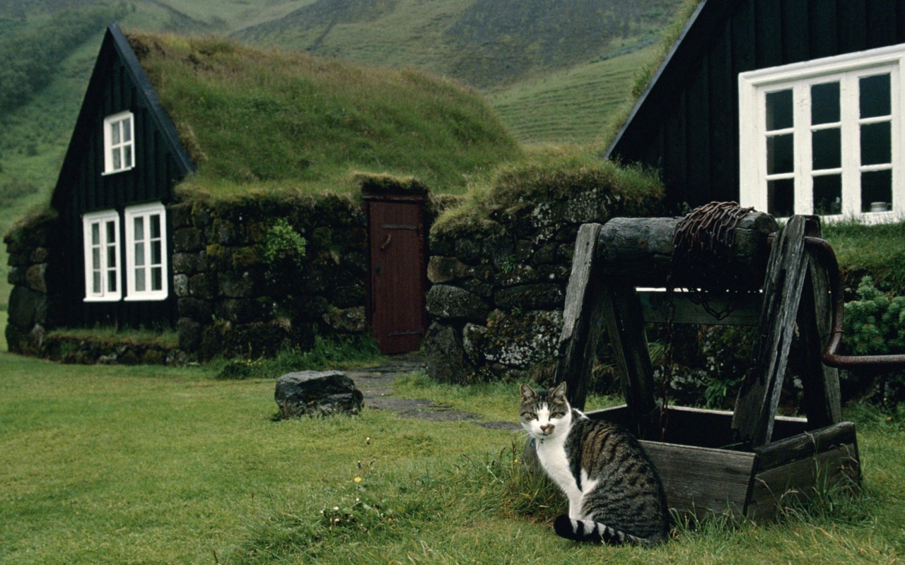 Кот сидит у колодца