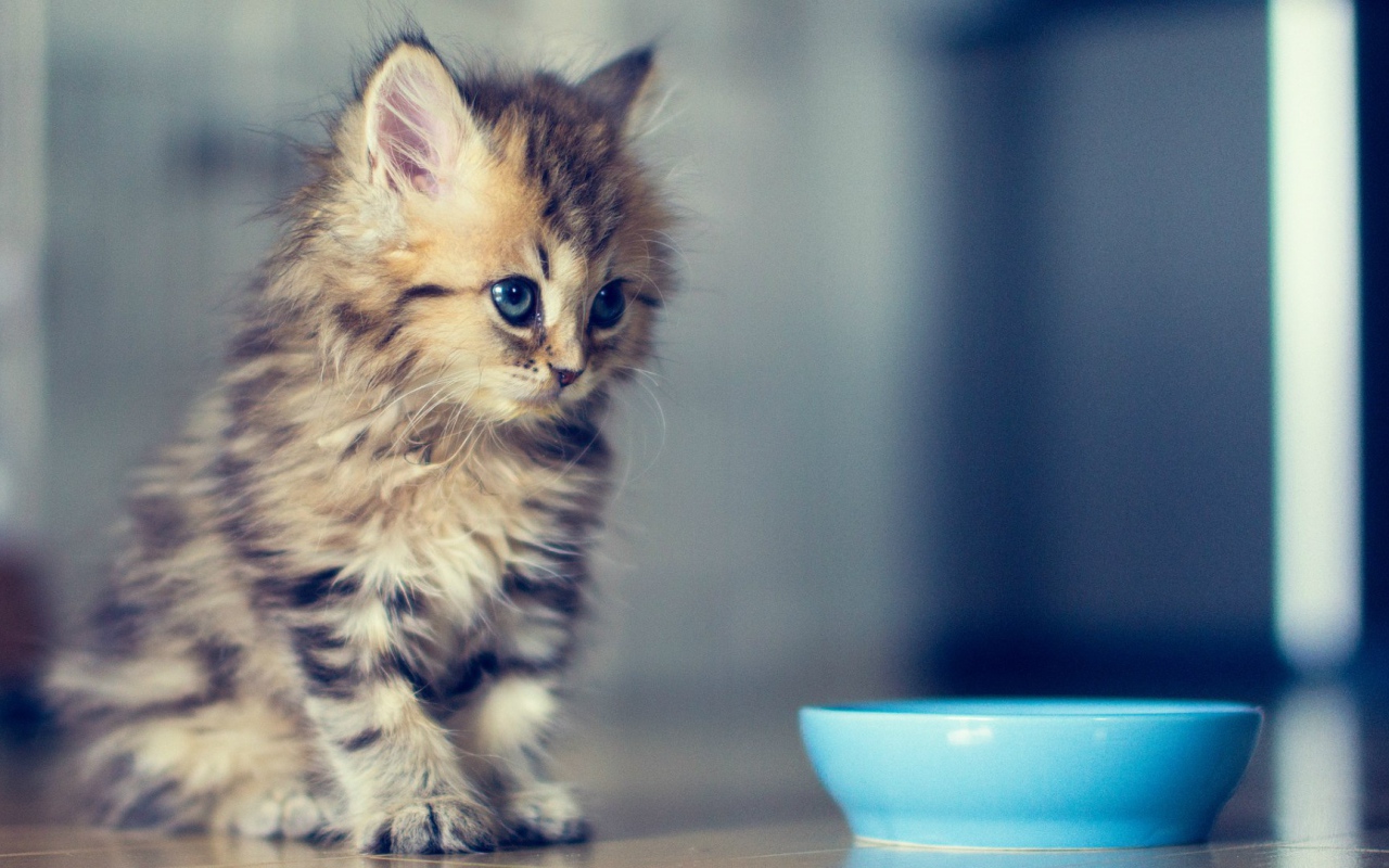 Пушистый котенок у мисочки