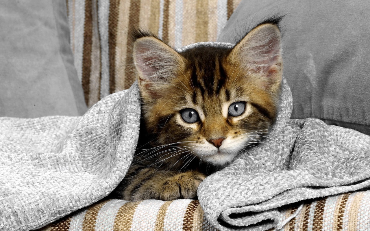 Сероглазый котенок под полотенцем