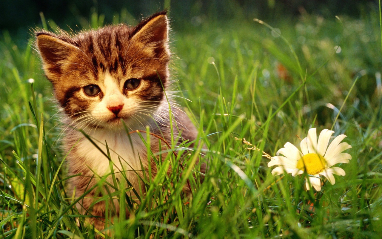 Котенок и большая ромашка