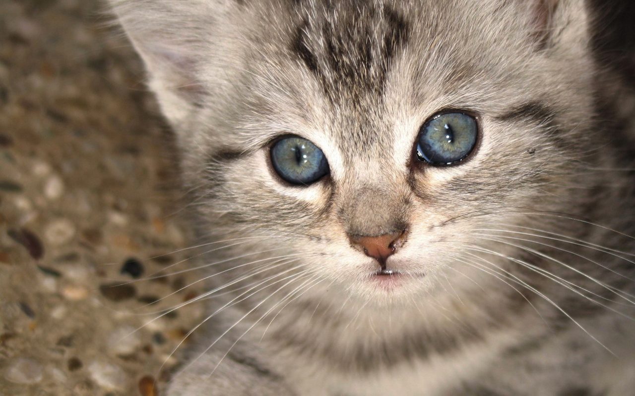 Котенок с серо голубыми глазами