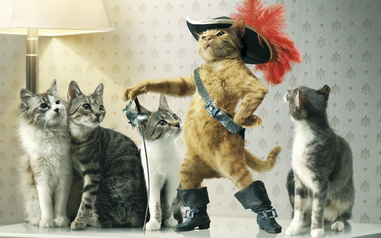 Коты с предводителем