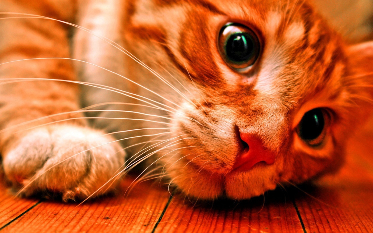 Розовоносый кот заглядывает под кровать