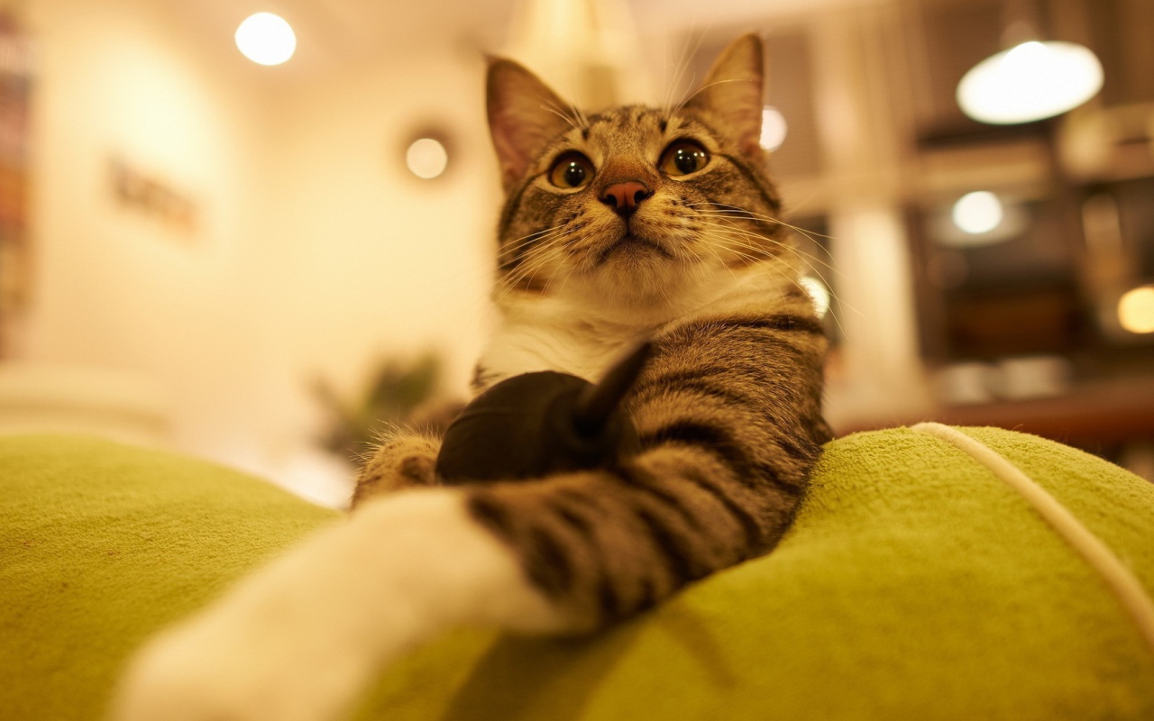 Горделивый домашний кот