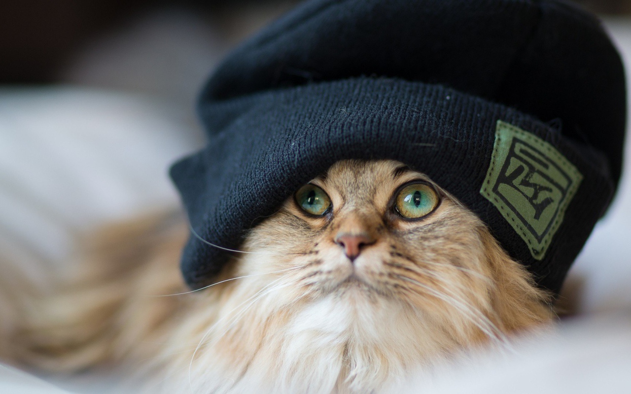 Рыжий кот в шапке