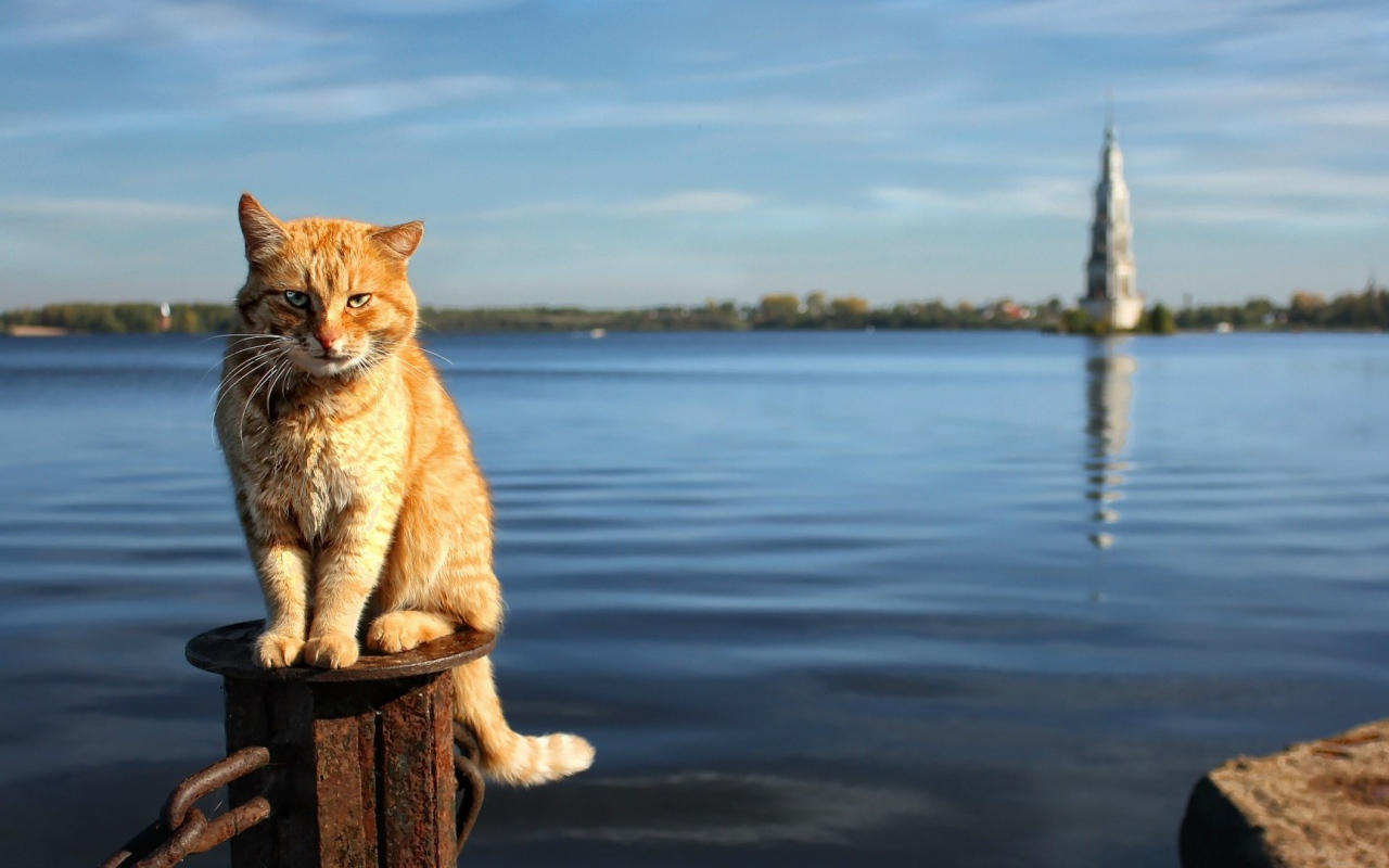 Рыжий кот на фоне воды