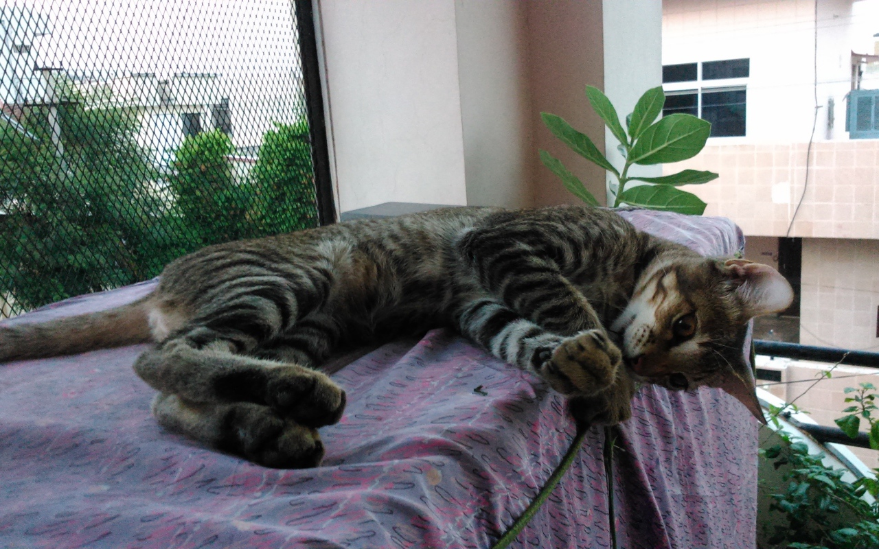 Кот лежит у окна и играет с ниткой