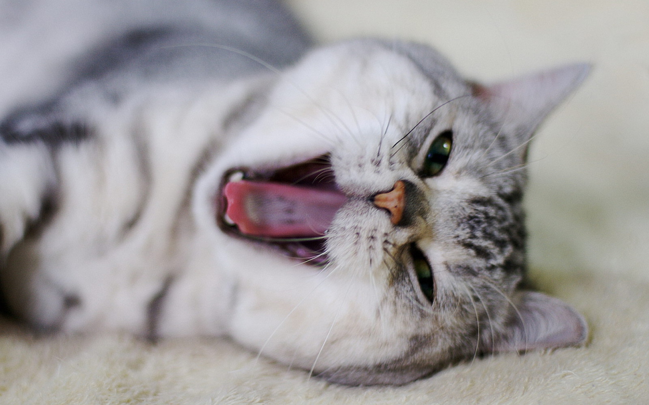 Кот кричит