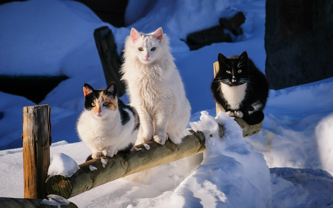 Три кота на деревянном заборе