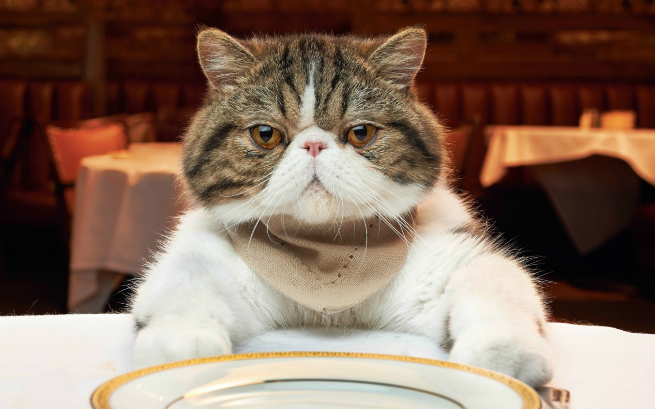 Недовольный кот за столом