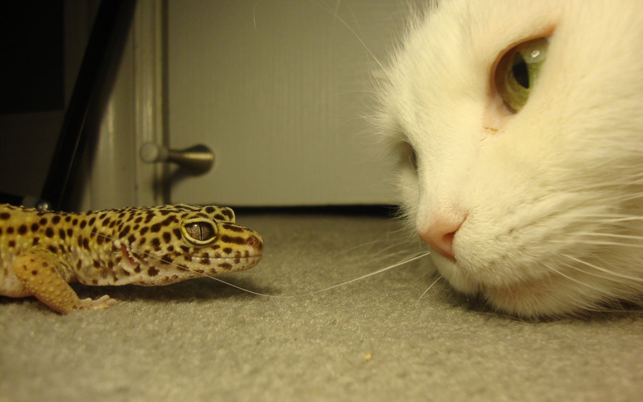 Белый кот и зеленая ящерица