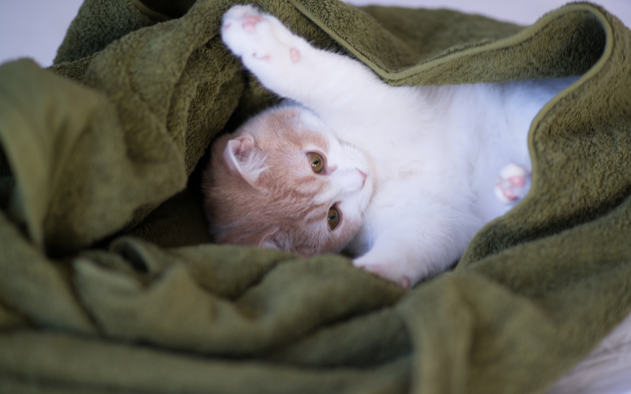 Котенок в зеленом полотенце