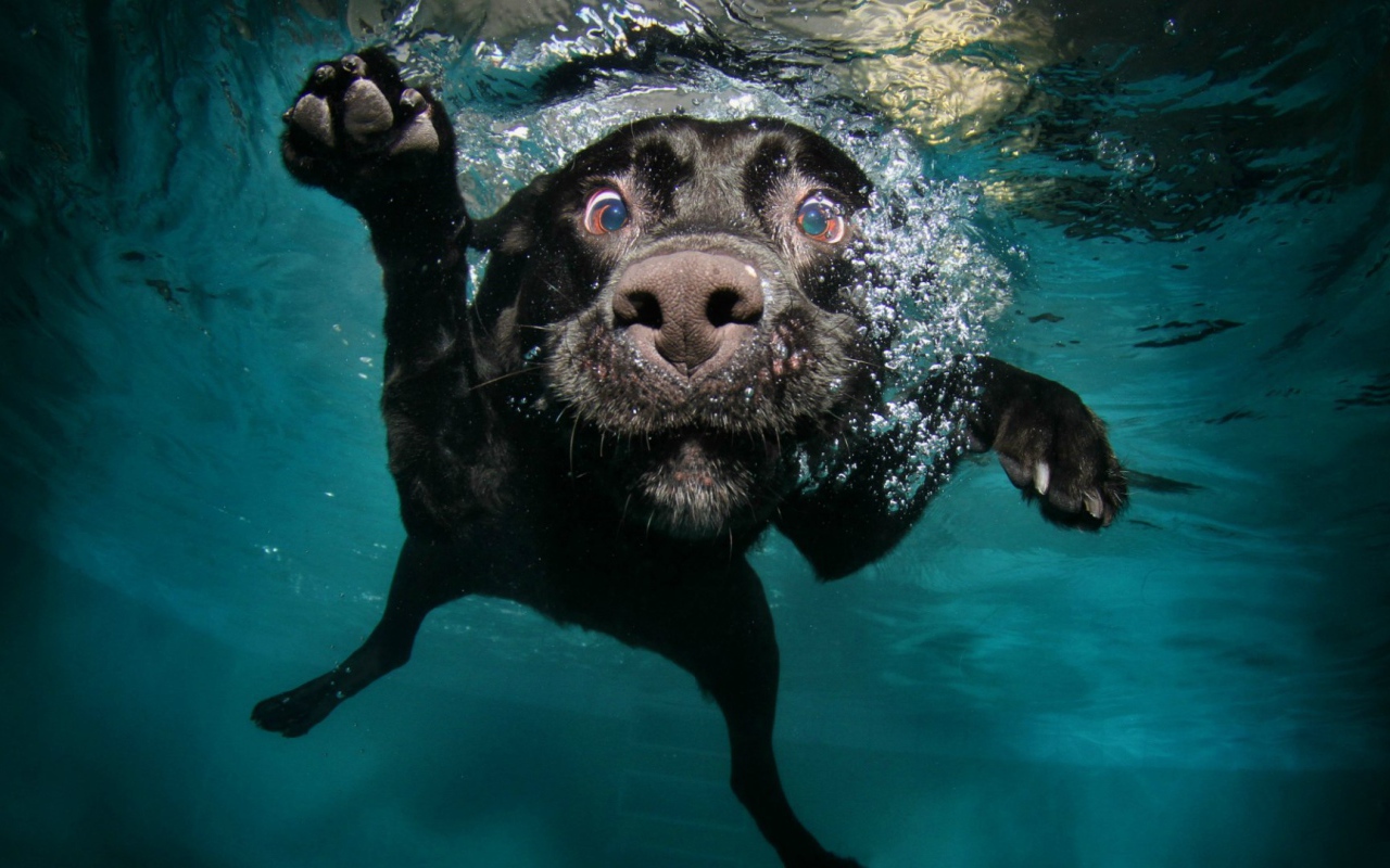 Черная собака под водой