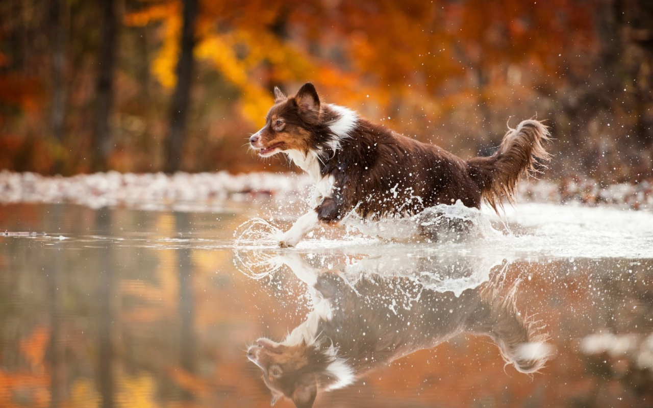 Коричневая собака бежит по воде