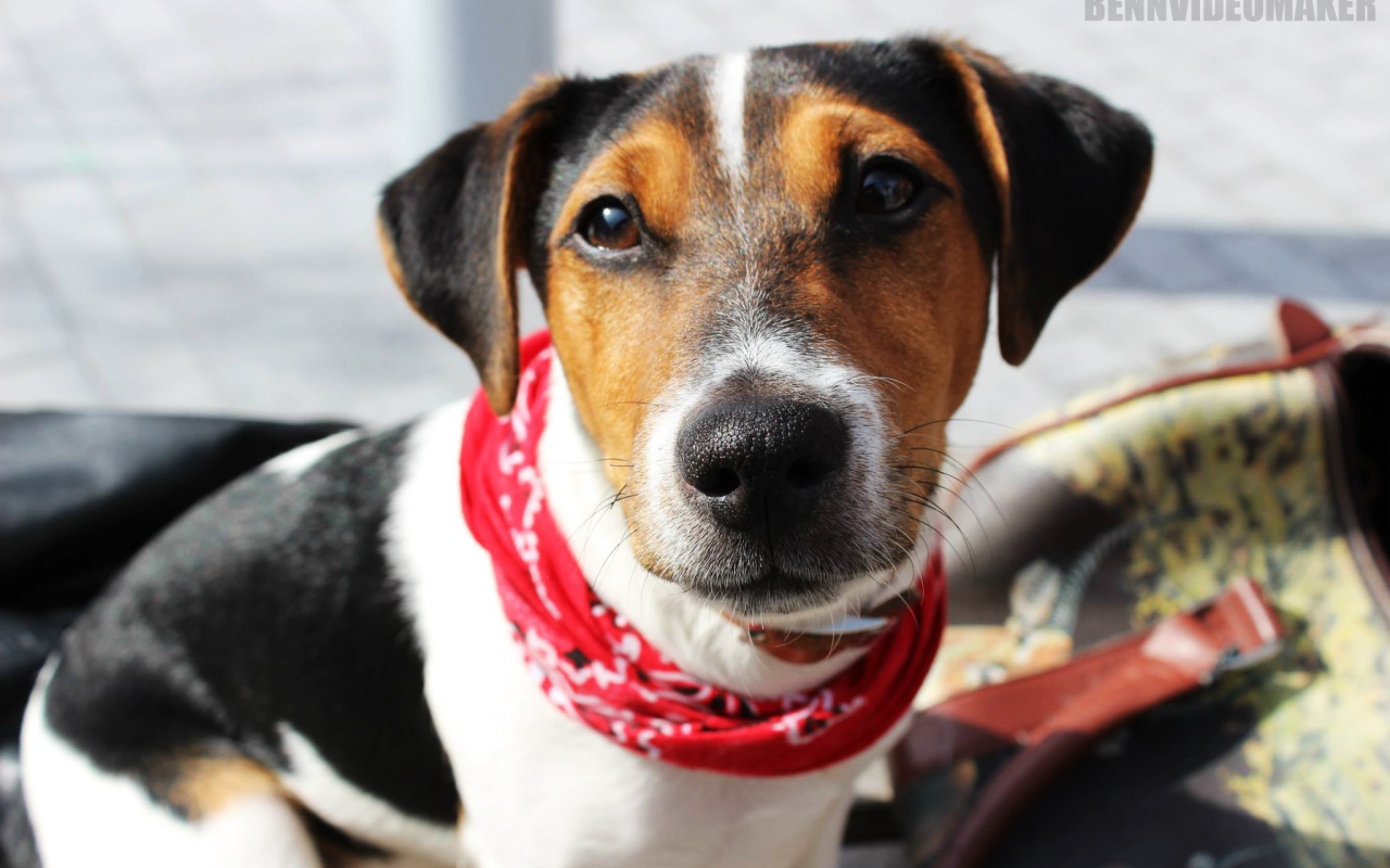 Милый домашний пес