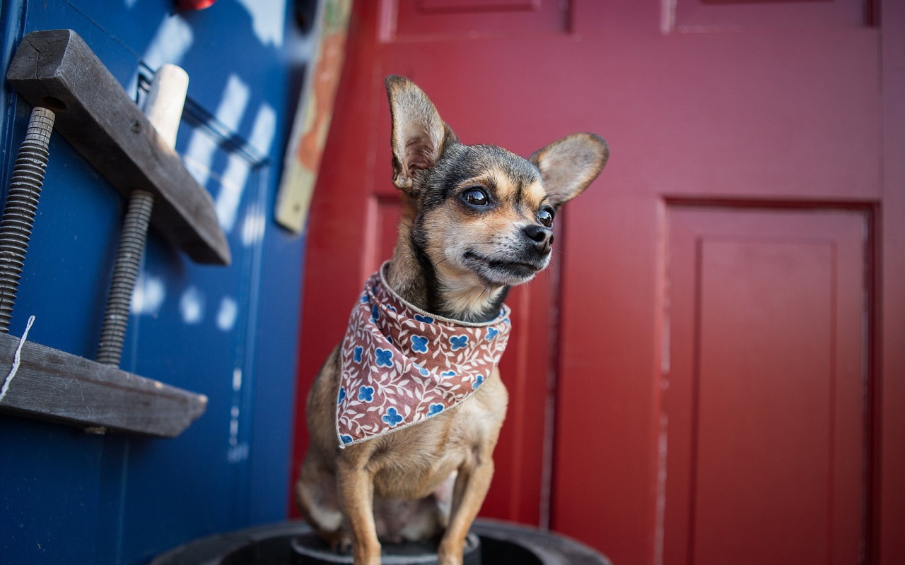 Собака в нашейном платке