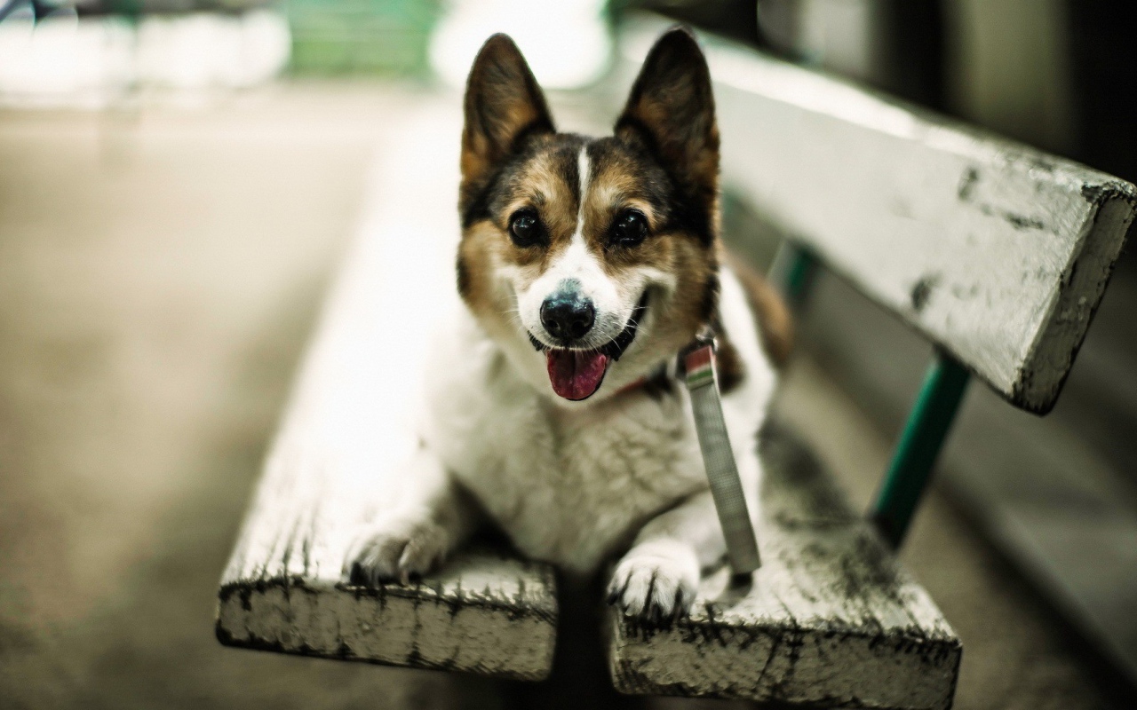 Собака улыбается сидя на скамье