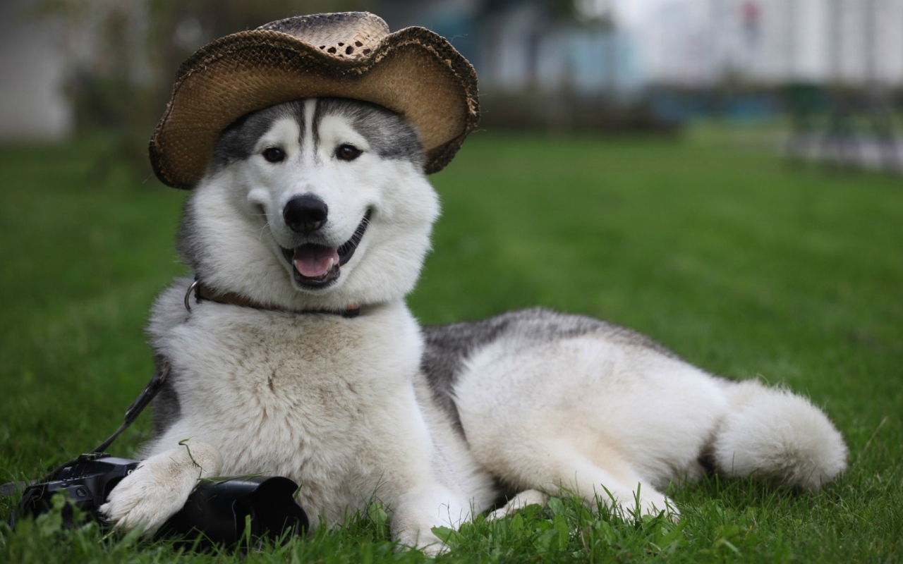 Husky dog in a hat