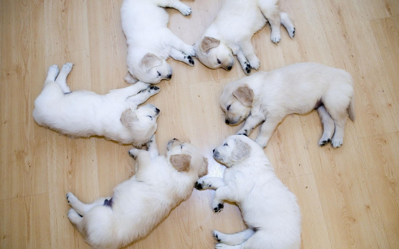 Щенки в идеальном порядке