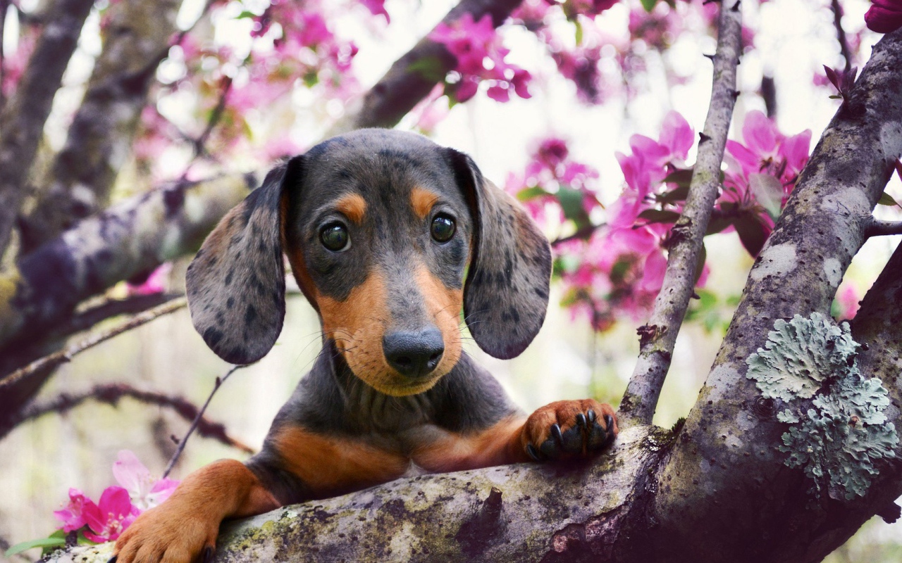 Щенок таксы на ветке цветущего дерева