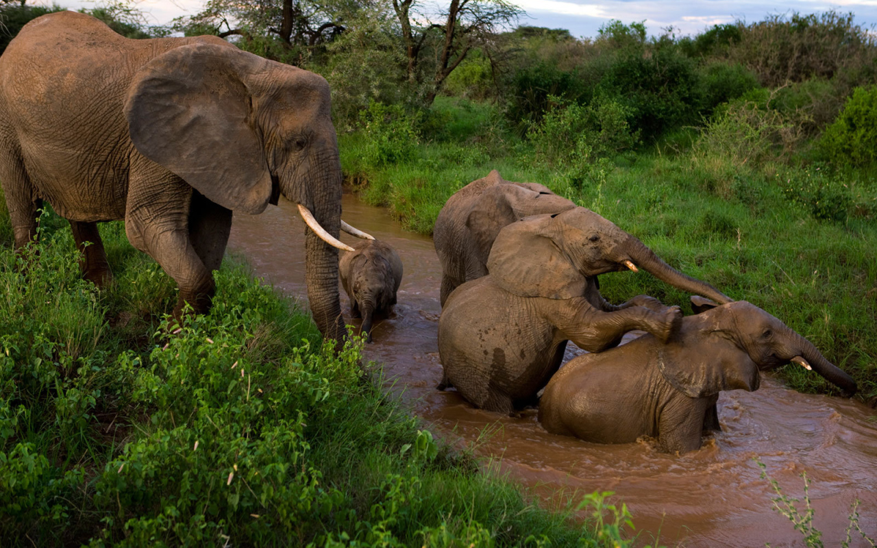 Семья слонов купается