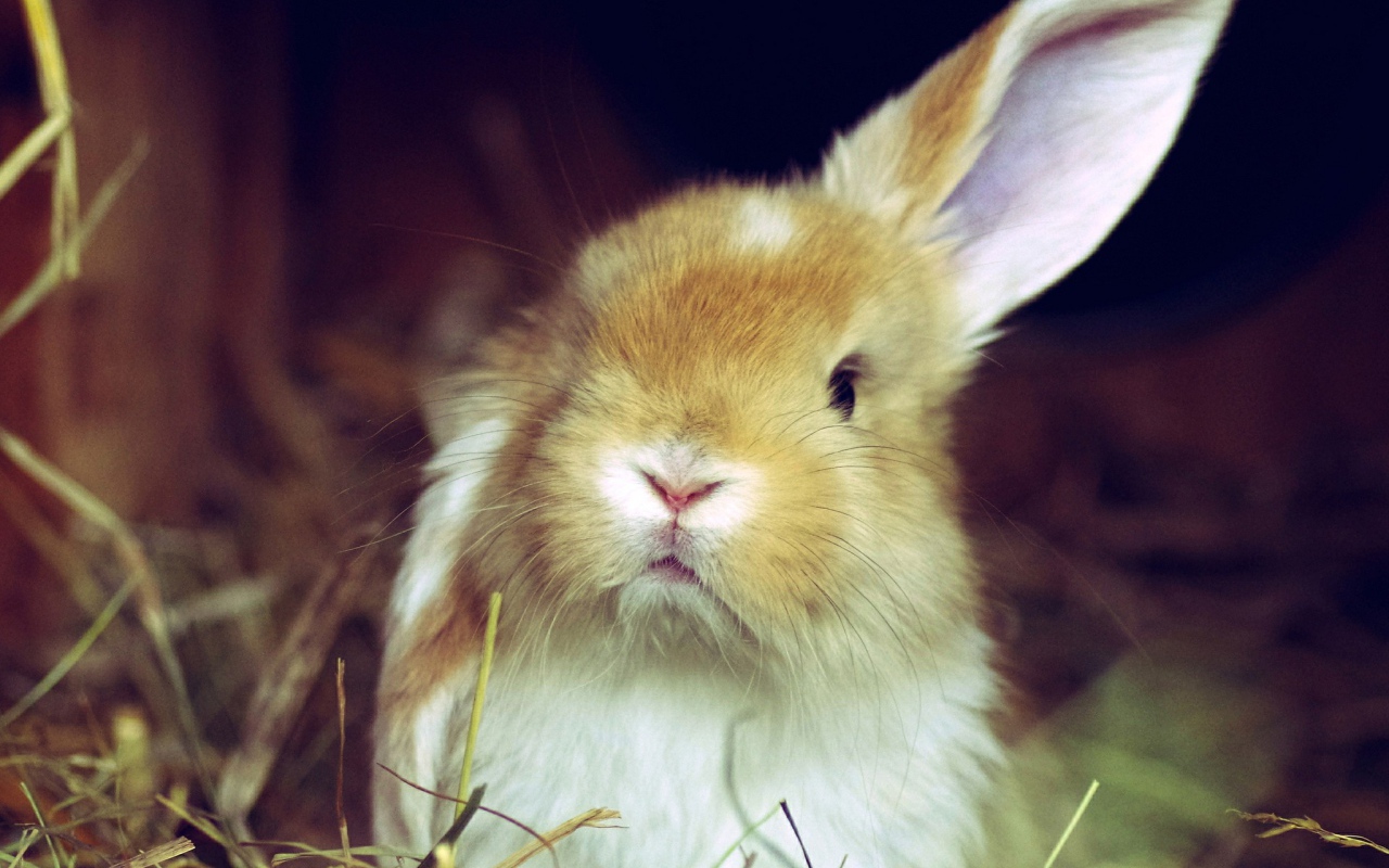 Рыжий кролик поднял одно ухо