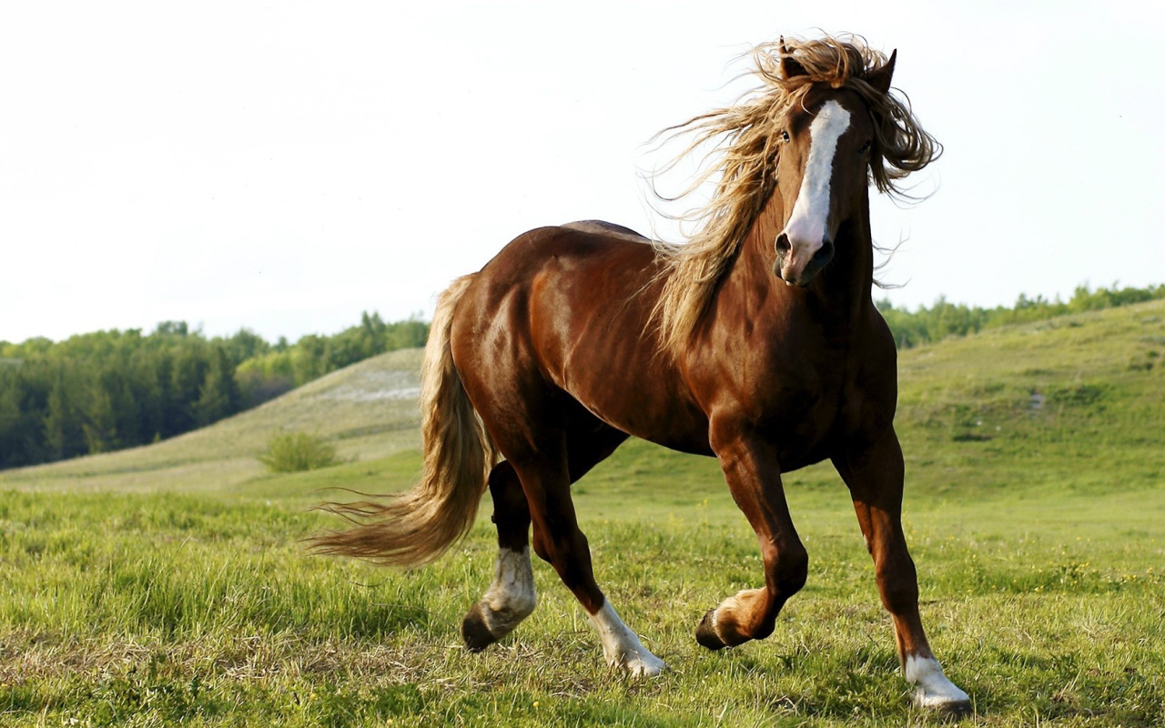 Красота и грация гнедого коня