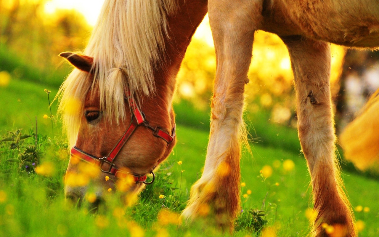 Пони пасется на зеленом поле